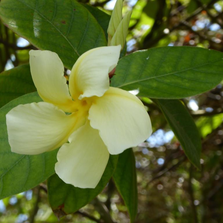 Raro Beach Bach Villa Rarotonga Exterior photo